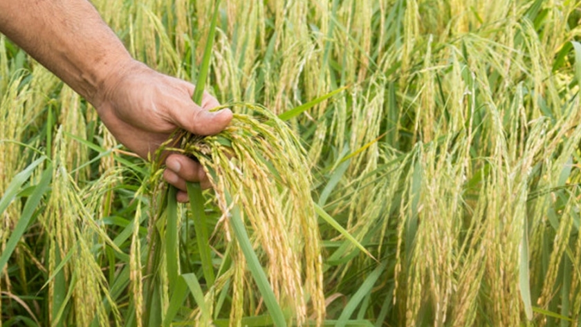 Arroz: lotes más eficientes emiten menos metano