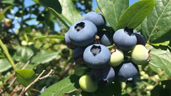 Perú transforma su desierto costero en un polo agrícola global en medio de crecientes tensiones por el agua