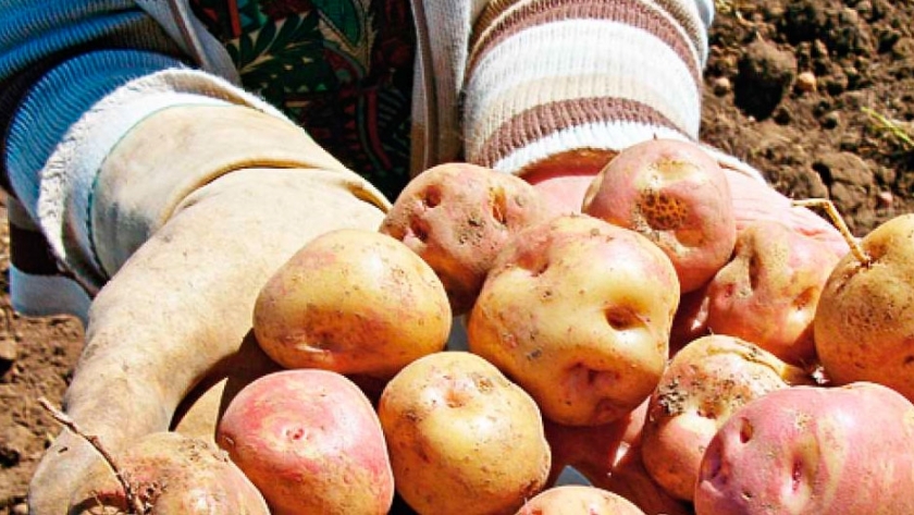 Una novedad en alimentos: crean snacks a base de papa andina