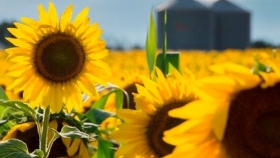 El girasol, el más favorecido por el nuevo esquema de retenciones