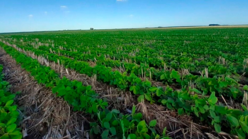 Presentan un nuevo fertilizante foliar con múltiples beneficios