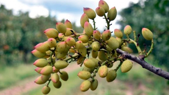 San Luis tendrá su primera y exitosa cosecha de pistachos