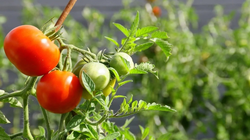 Coordinación estratégica en la prevención del virus rugoso del tomate