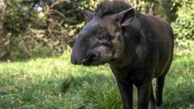 El Tapir ahora es Monumento Natural jujeño
