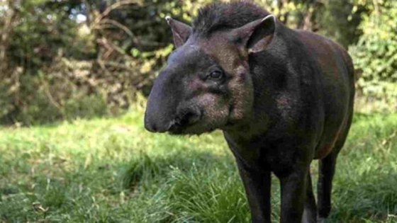 El Tapir ahora es Monumento Natural jujeño