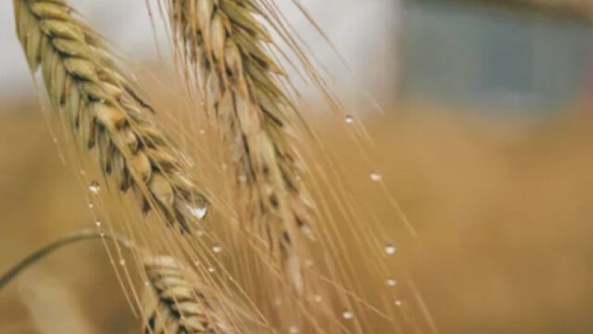 Trigo: la Región Núcleo recibió más lluvias de lo esperado