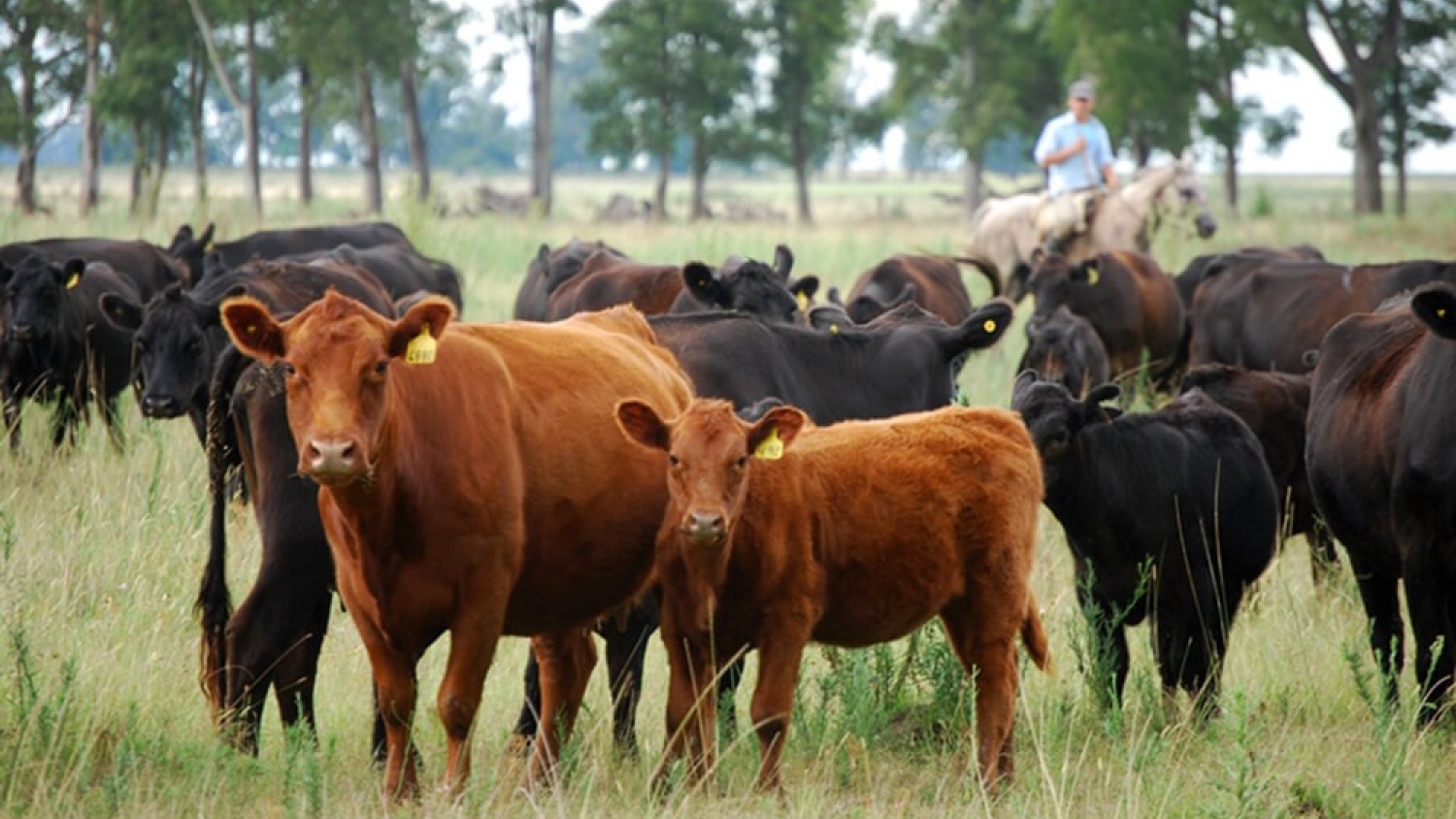 La recuperación ganadera impulsa la demanda de vientres y refuerza las expectativas de recomposición de rodeos