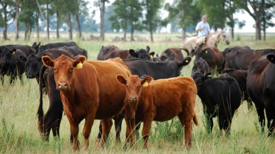 La recuperación ganadera impulsa la demanda de vientres y refuerza las expectativas de recomposición de rodeos