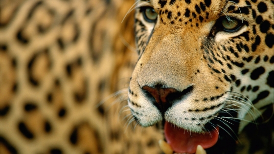 COP14 | CMS oficializó la «Iniciativa Jaguar 2030» propuesta por Argentina y países de la región para la conservación de felino y su hábitat