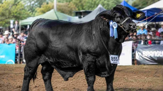 Beneficio fiscal : impulsan inversiones en genética animal con amortización acelerada