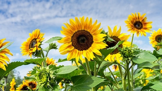 Siembra de girasol avanza con ritmo acelerado pese a falta de lluvias