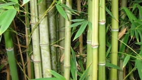 Bambú: la nueva estrella de la bioeconomía