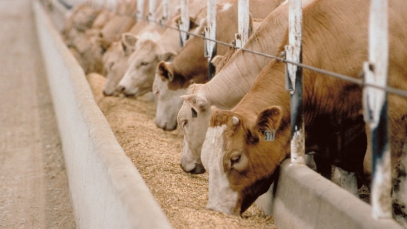 Nutrición animal