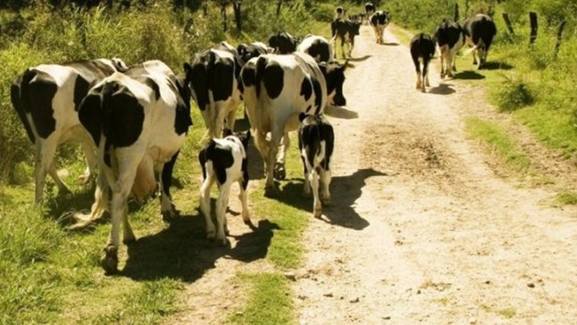Estímulo oficial para el desarrollo y saneamiento de los tambos de la agricultura familiar