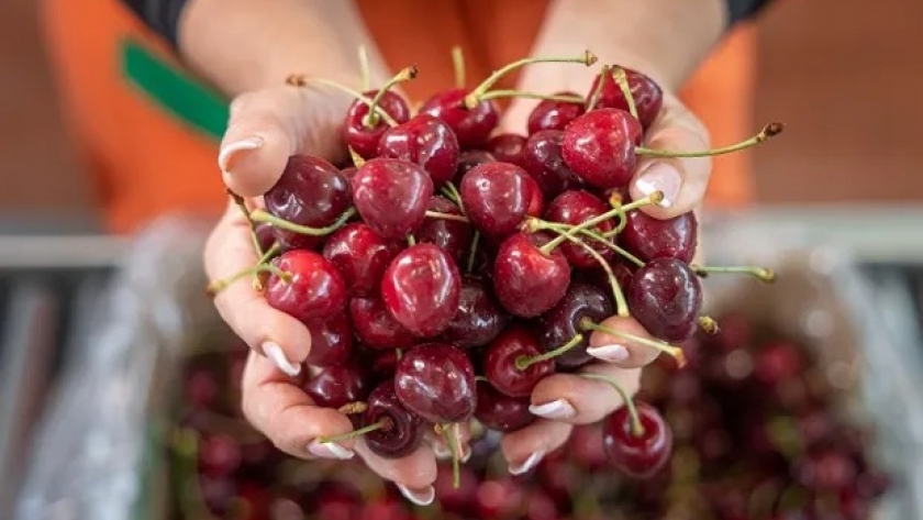 Arrancaron en 1954 con puestos locales, incorporaron tecnología y se convirtieron en los mayores productores de cereza de un país europeo