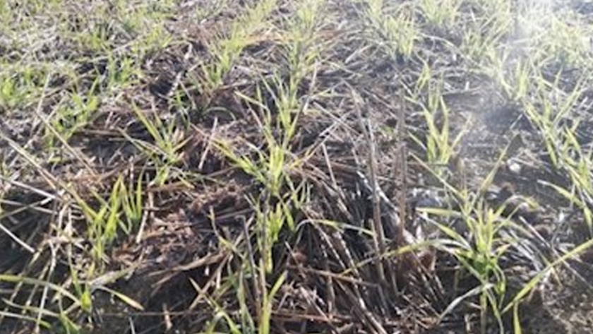 La agricultura de conservación aumenta el secuestro de carbono en cultivos extensivos