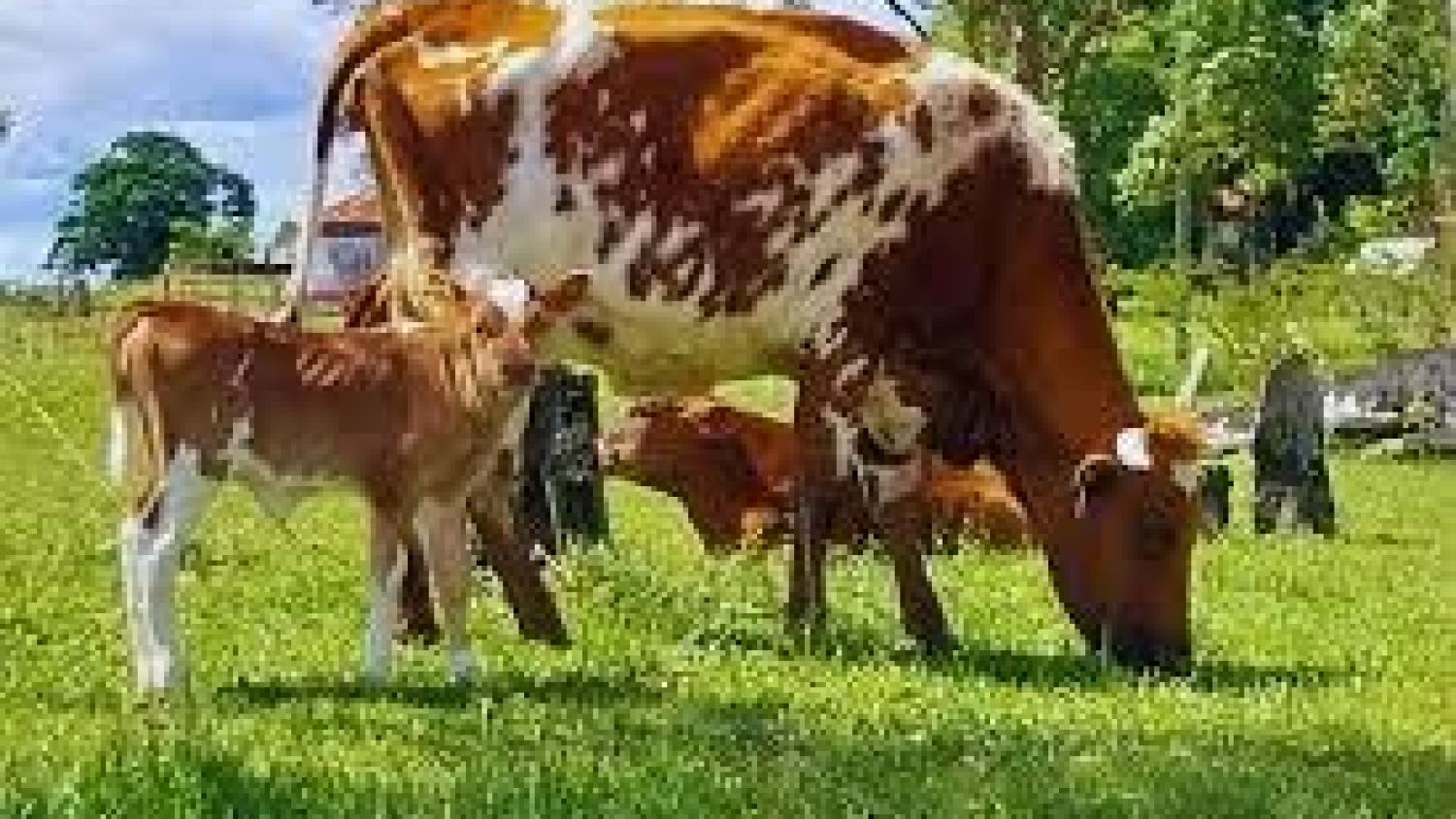 El bovino Criollo gana protagonismo: destacan su resistencia genética a la garrapata