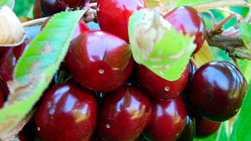 Producción de cerezas y el agroturismo en Los Antiguos