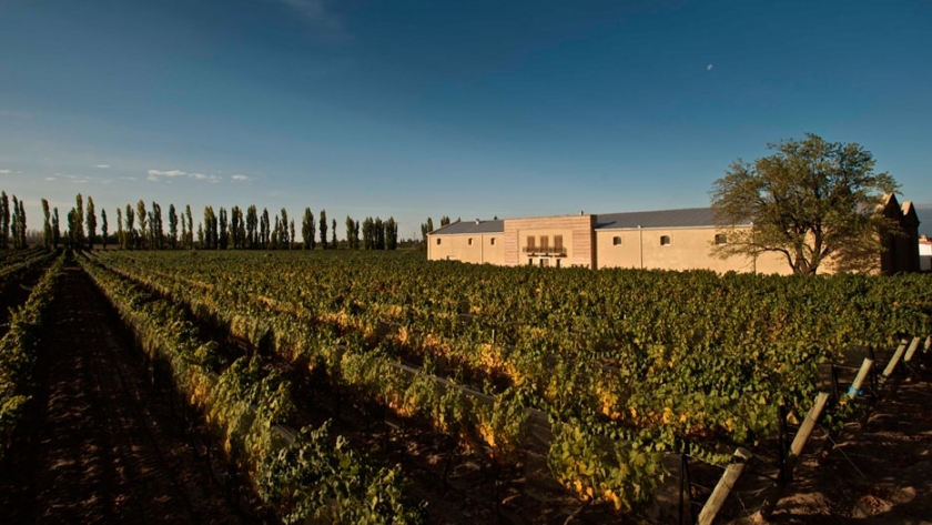 Casarena: una bodega que alberga algunos de los viñedos más antiguos y preciados de Cuyo