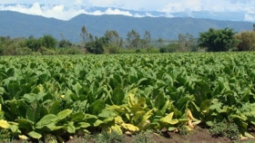 Fondo del Tabaco: abonan $118 millones a productores tucumanos