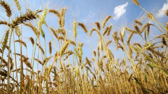 Brasil interviene en el mercado de trigo de Rio Grande do Sul para proteger a productores