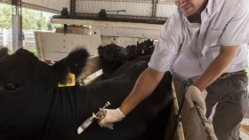 Extienden fechas de vacunación contra la aftosa y la brucelosis