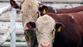 Argentina abrió el mercado de Chile para la exportación de genética bovina