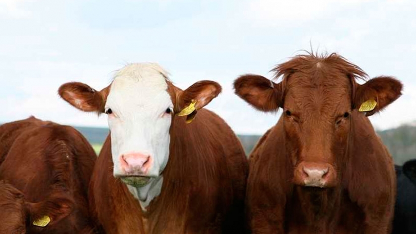 Precio del ganado gordo a frigoríficos exportadores se mantiene estable en Paraguay