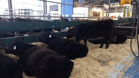 Desde el interior argentino y países vecinos, la genética bovina vuelve a unir al campo en Palermo