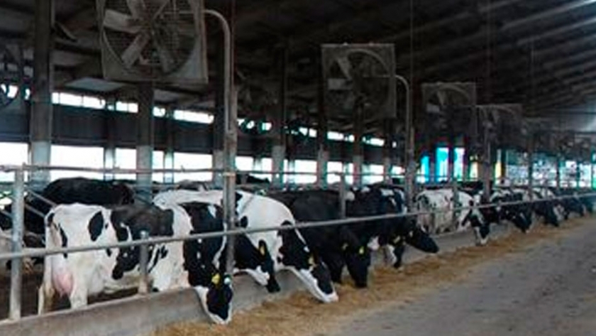 Un alivio para las vacas, con impacto productivo