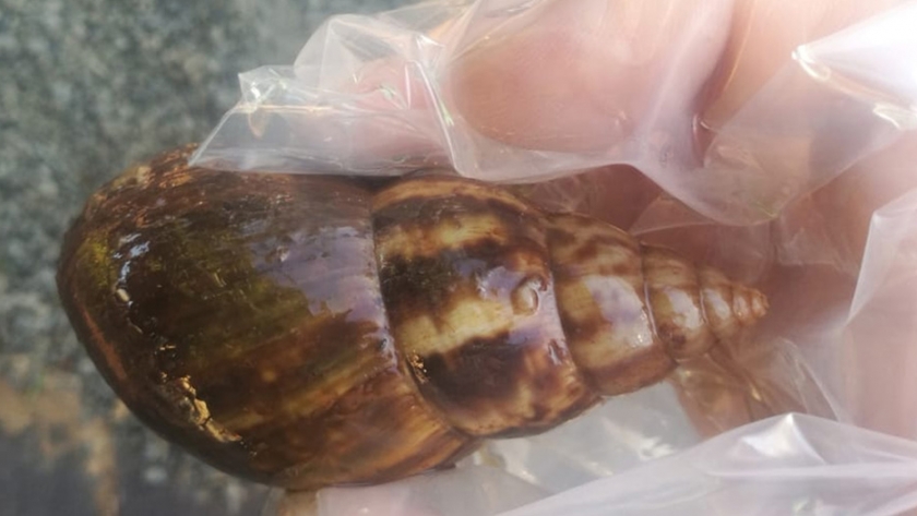 Exposición sobre los protocolos de acción para la plaga agrícola caracol gigante africano