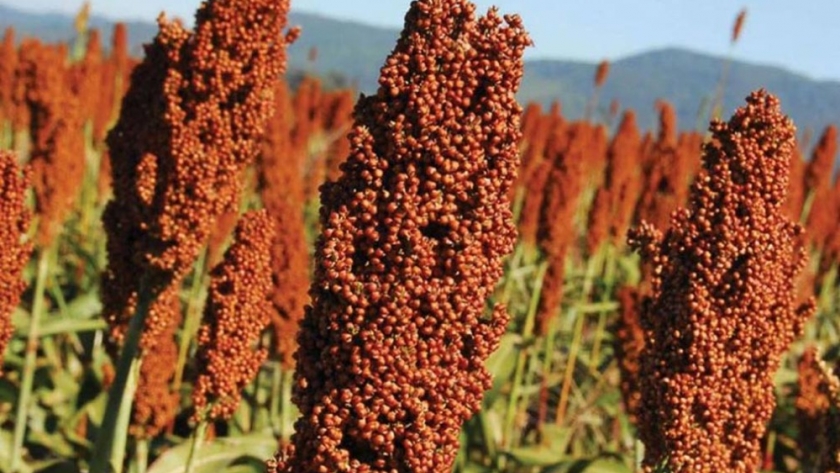 La demanda china, la tendencia de fondo detrás del revival del sorgo