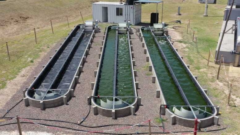 Arrancó la primera planta de tratamiento de aguas con microalgas de la Argentina