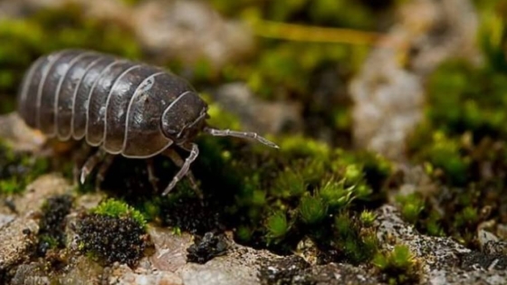 El bicho bolita enciende una luz amarilla en campos bajo riego