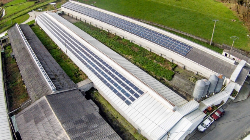 Proponen utilizar paneles solares en galpones de pollos para disminuir los costos