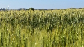 Así se ve el trigo HB4 en el campo: qué pasó con el rinde en las variedades del cereal tolerante a la sequía