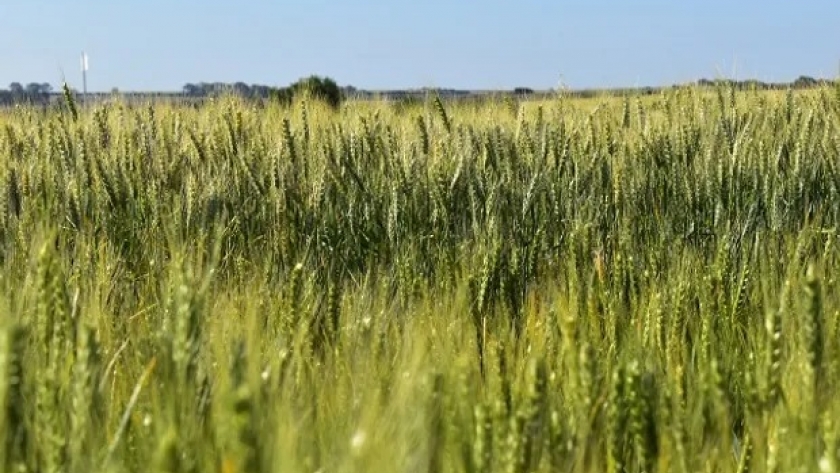 Así se ve el trigo HB4 en el campo: qué pasó con el rinde en las variedades del cereal tolerante a la sequía