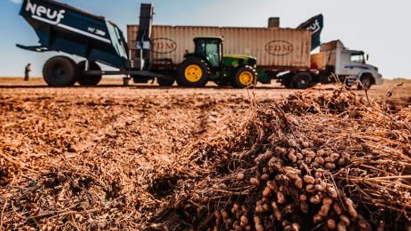 El maní ofrece más oportunidades que amenazas
