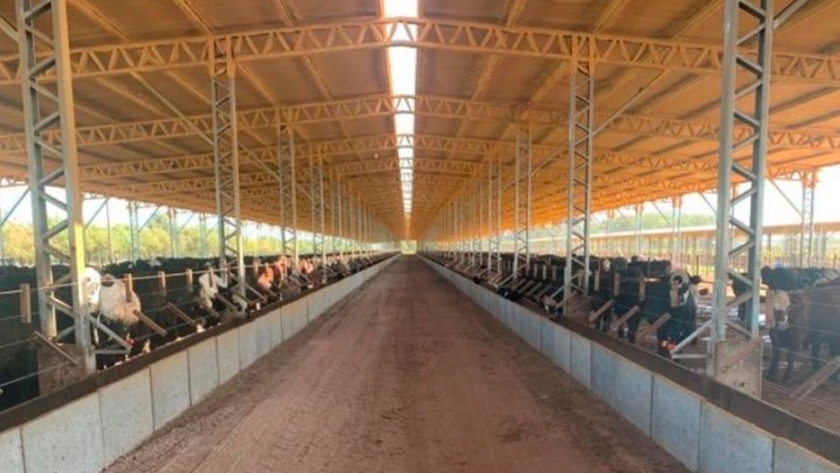 En Saladillo, un feedlot abre el camino a la sustentabilidad con pisos de hormigón y techo para los bovinos