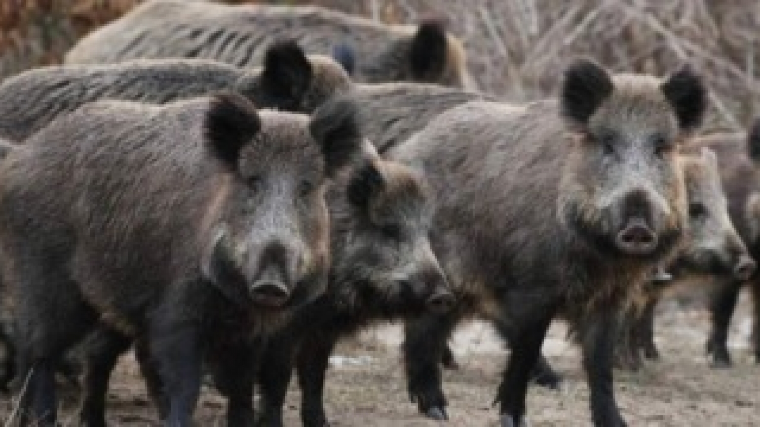Buscan regular la venta de carne de jabalí para combatir el mercado ilegal y garantizar controles sanitarios