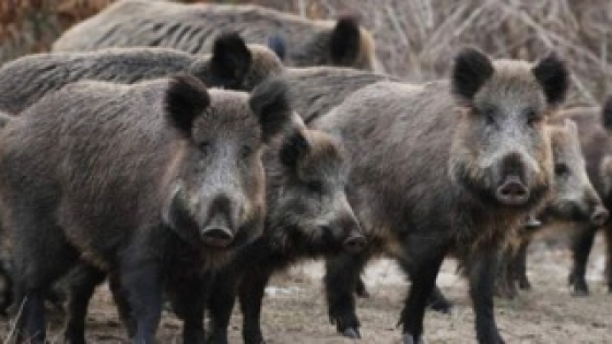 Buscan regular la venta de carne de jabalí para combatir el mercado ilegal y garantizar controles sanitarios