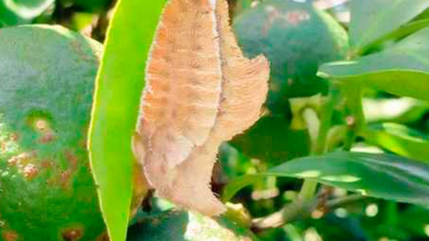 Alertan por la aparición de orugas pollo en plantas de limón en Misiones