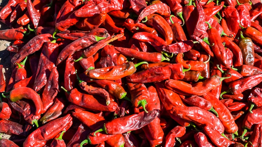 Qué pimiento rojo te picó, Cachi?