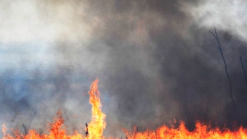 Bosques nativos fueron los más afectados por incendios y se requieren acciones de prevención