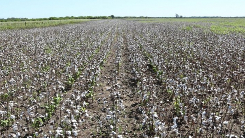 Fecha límite para la destrucción de rastrojos en la Provincia