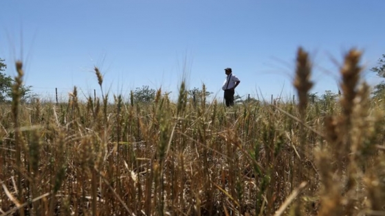 Producir bajo presión: los desafíos de los agricultores argentinos ante costos crecientes y bajos precios