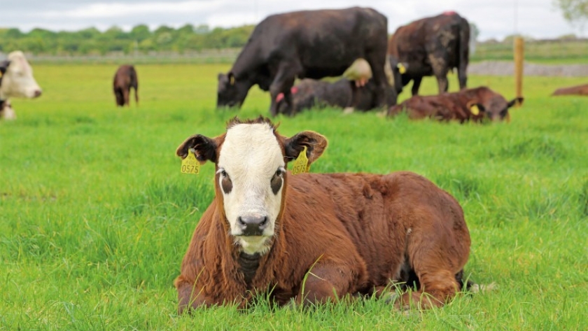 Sustentabilidad, uno de los principales factores para el crecimiento de la ganadería mundial: Rabobank