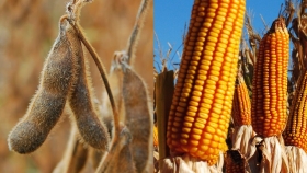 Los precios locales de la soja y el maíz se acercan a valores del 2021