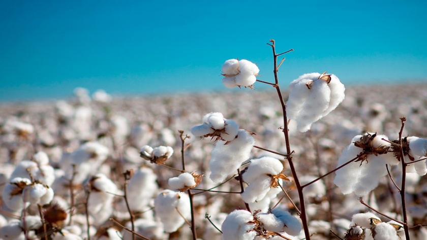 Chaco: proyecciones favorables para el algodón
