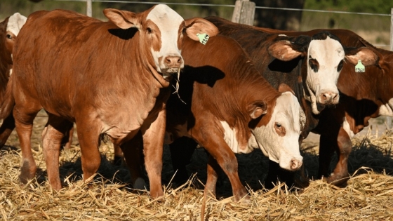 Brangus, Braford y Brahman: un remate en Chaco confirmó el buen momento de los precios ganaderos